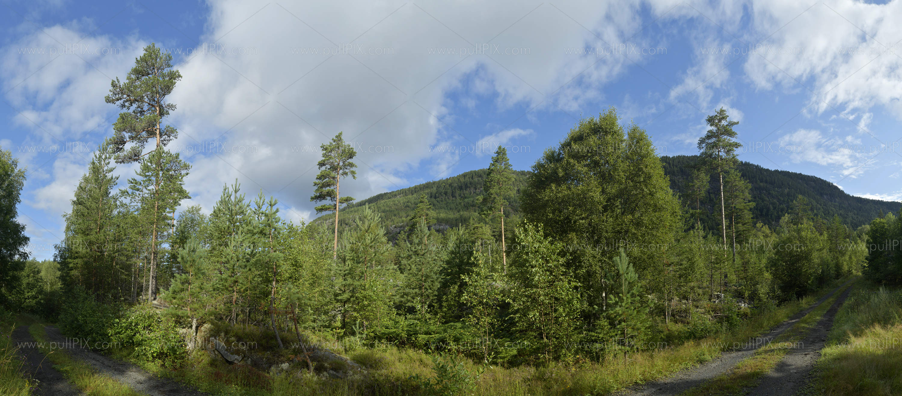 Preview Wald in Schweden.jpg
